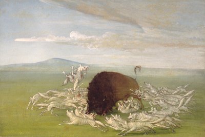 Witte Wolven Aanvallend een Buffelstier, 1832-1833 door George Catlin