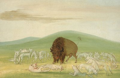 Gewonde buffelstier omringd door witte wolven door George Catlin