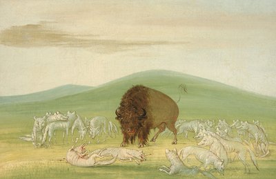 Gewonde buffelstier omringd door witte wolven, 1832-1833 door George Catlin