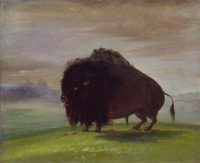 Gewonde Buffel, Zijn Bloed Strooiend Over De Prairies door George Catlin