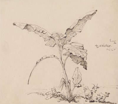 Geiten onder een bananenboom door George Chinnery