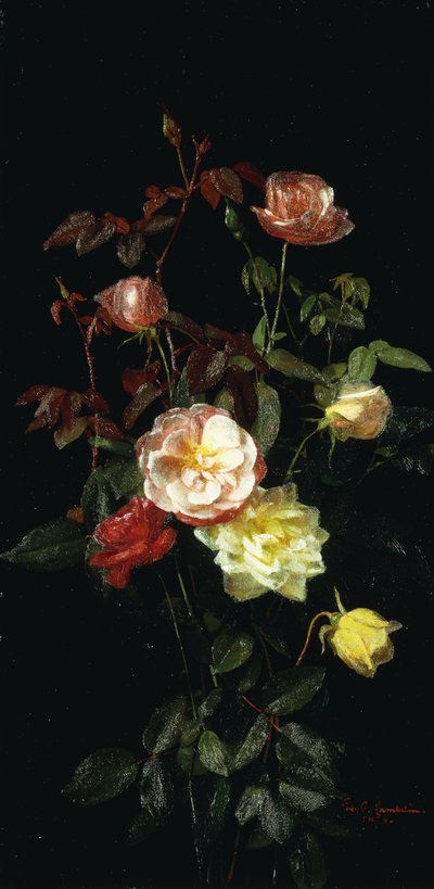 Rozen door George Cochran Lambdin