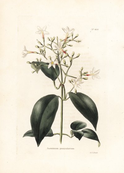 Jasmijn (Jasminum paniculatum) - Lithografie door George Cooke, voor het Britse tijdschrift Conrad Loddiges Botanical Cabinet door George Cooke