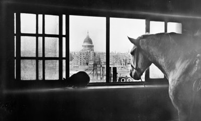Paard met uitzicht op St Paul