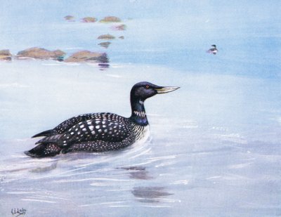 Witsnavelkopduiker (litho) door George Edward Lodge