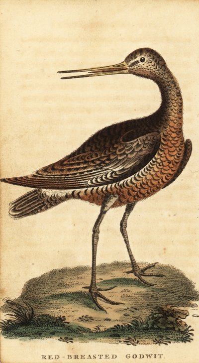 Rosse grutto, Limosa lapponica, 1800 (gravure) door George Edwards