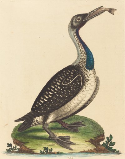 Zwart en Wit Watervogels met Blauwe Keel door George Edwards