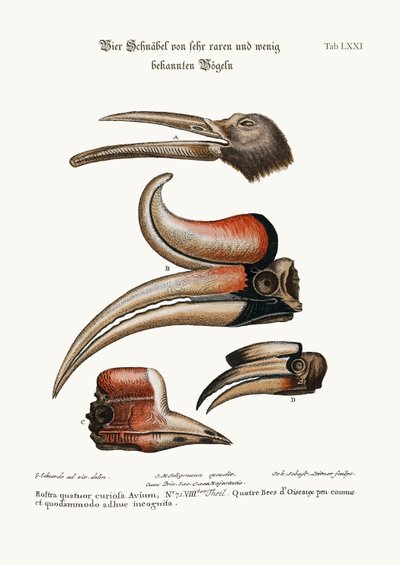 Vier merkwaardige snavels van vogels die weinig bekend zijn, 1749-73 door George Edwards