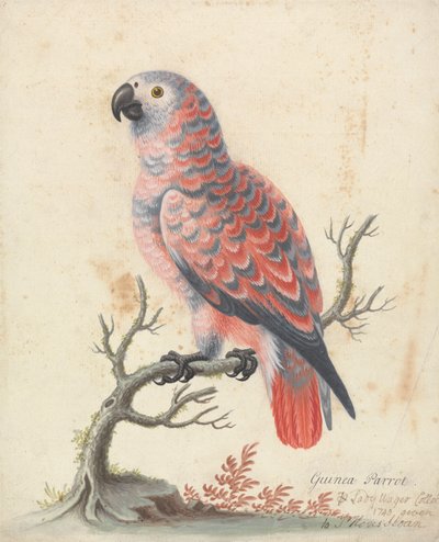 Guinea-papegaai door George Edwards