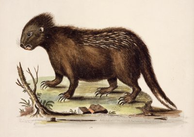 Hudson Bay Stekelvarken, 1742 door George Edwards