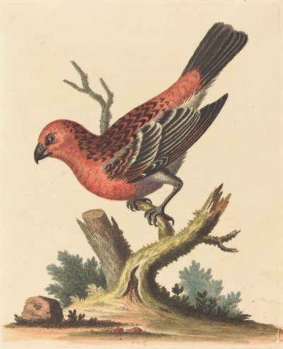 Rode en zwarte vogel door George Edwards