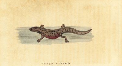 Kleine watersalamander, Lissotriton vulgaris, 1800 (gravure) door George Edwards