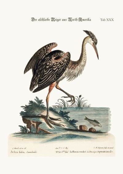 De Asgekleurde Reiger uit Noord-Amerika, 1749-73 door George Edwards