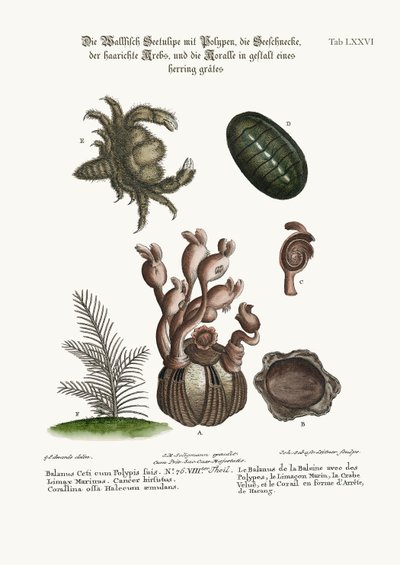 De Balanus van de Walvis met Poliepen, de Limax Marina, de Harige Krab en de Haringbeen Koraal, 1749-73 door George Edwards