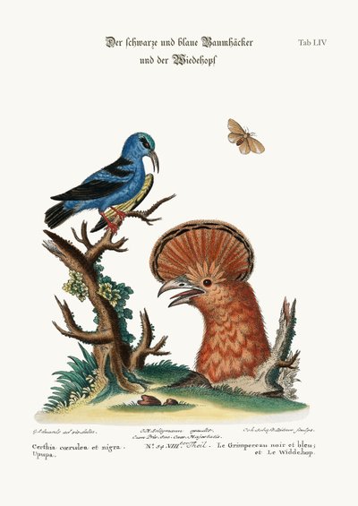 De zwart-blauwe kruiper en de hop hen, 1749-73 door George Edwards