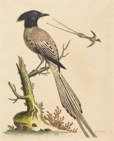 De zwart-witte kuifparadijsvogel door George Edwards