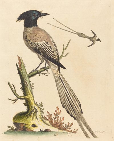 De Zwart-witte Kuifvogel van het Paradijs, gepubliceerd 1743 door George Edwards