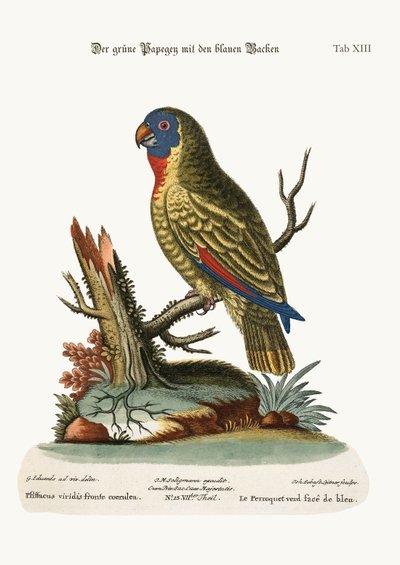 De Blauwkopgroene Papegaai, 1749-73 door George Edwards