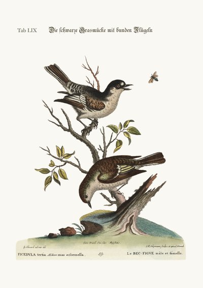 De haan koudvink. De hen koudvink, 1749-73 door George Edwards