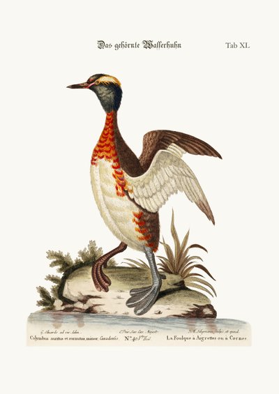 De gehoornde of gehoornde dobchick, 1749-73 door George Edwards