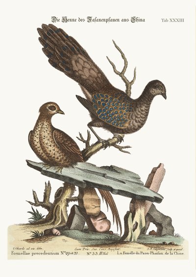 De hen pauwfazant uit China, 1749-73 door George Edwards