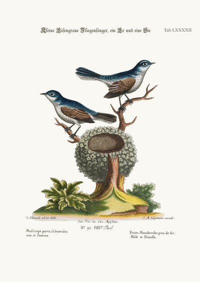 De kleine blauwgrijze vliegenvangers, haan en hen, 1749-73 door George Edwards