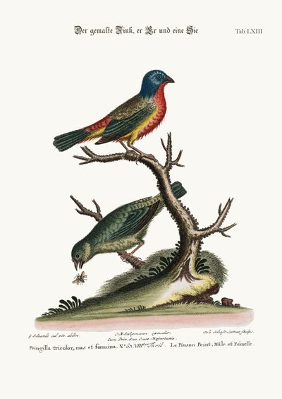 De Geschilderde Vink, Haan en Hen, 1749-73 door George Edwards