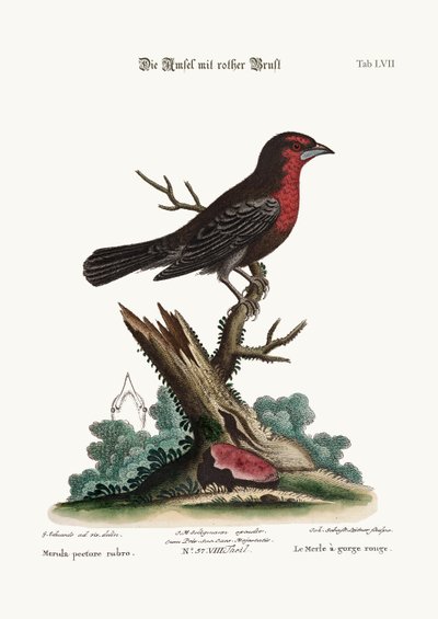 De Roodborst Zwartvogel, 1749-73 door George Edwards