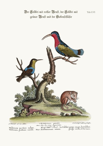 De Roodborstkolibrie, de Groenthroated Kolibrie, en de Slaapmuis, 1749-73 door George Edwards