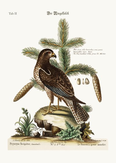 De ringstaartbuizerd, 1749-73 door George Edwards