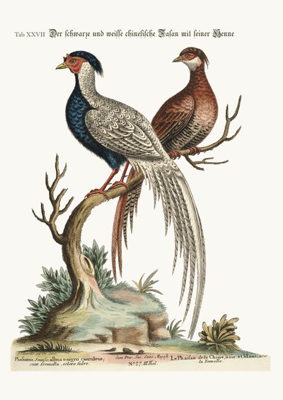 De zwart-witte Chinese Fazant met zijn Hen, 1749-73 door George Edwards