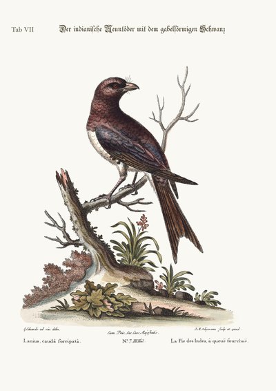 De vorkstaartige Indiase slagersvogel, 1749-73 door George Edwards