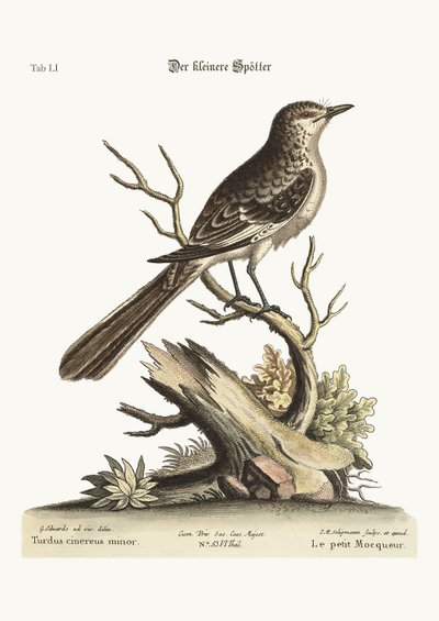 De Kleine Spotvogel, 1749-73 door George Edwards
