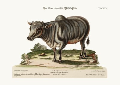 De kleine Indiase buffel, 1749-73 door George Edwards