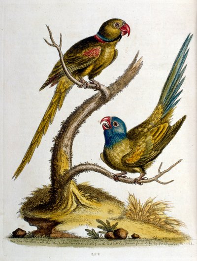 Aquarelillustratie uit een boek met zeldzame vogels van G Edwards 1750. George Edwards (1694-1773) was een Britse naturalist en ornitholoog. Hij reisde veel door Europa en bestudeerde de natuurlijke historie en vogels in het bijzonder. Hij kreeg enige erke door George Edwards