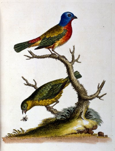 Aquarelillustratie uit een boek met zeldzame vogels van G Edwards 1750. George Edwards (1694-1773) was een Britse naturalist en ornitholoog. Hij reisde veel door Europa en bestudeerde de natuurlijke historie en vogels in het bijzonder. Hij kreeg enige erke door George Edwards