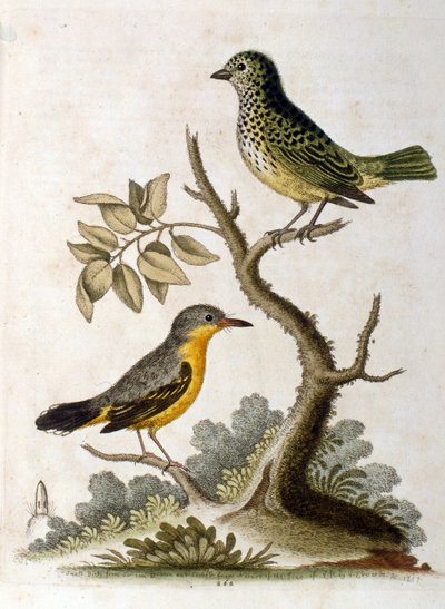 Aquarelillustratie van een drietenige luiaard door G Edwards 1758. George Edwards (1694-1773) was een Britse naturalist en ornitholoog. Hij reisde veel door Europa en bestudeerde de natuur en vogels in het bijzonder. Hij kreeg enige erkenning door George Edwards