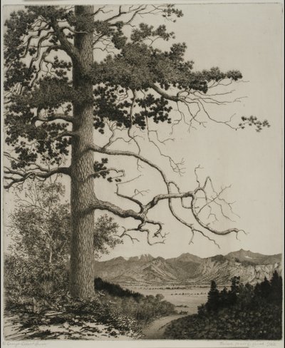 Old Pine, Estes Park door George Elbert Burr