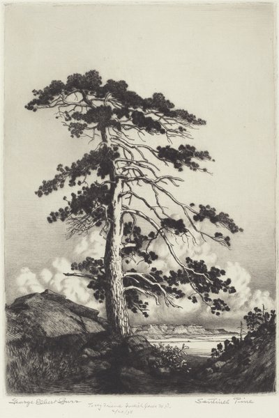 Wachterspijnboom door George Elbert Burr