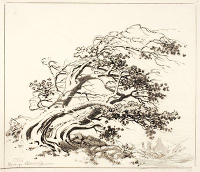 Schets voor Pijnbomen in de wind, Estes Park door George Elbert Burr