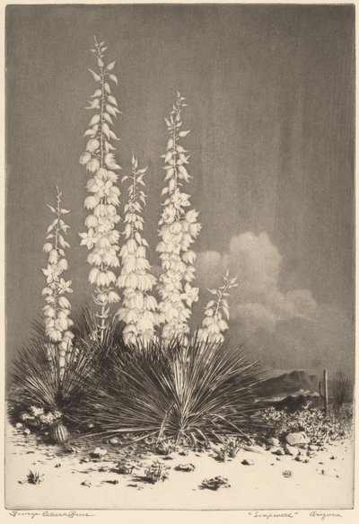 Zeepkruid, Arizona (nr. 2) door George Elbert Burr