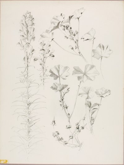 Zonder titel (Botanische studie) door George Elbert Burr
