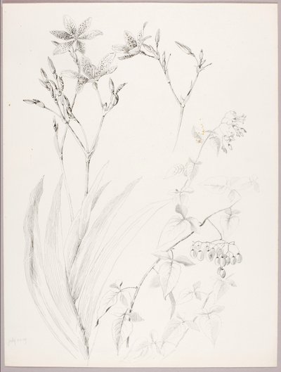 Zonder titel (Botanische studie) door George Elbert Burr