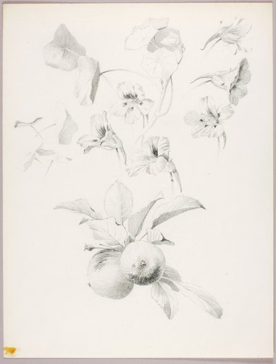 Zonder titel (Botanische studie) door George Elbert Burr
