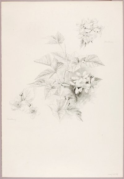 Zonder titel (Dauwbraam en braam) door George Elbert Burr