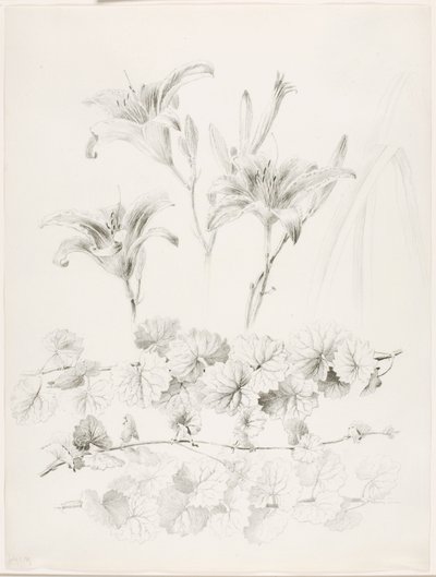 Zonder titel (Lelies en grondlelie) (Glecoma Hederacea) door George Elbert Burr