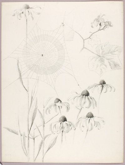 Zonder titel (Spinnenweb en madeliefjes) door George Elbert Burr