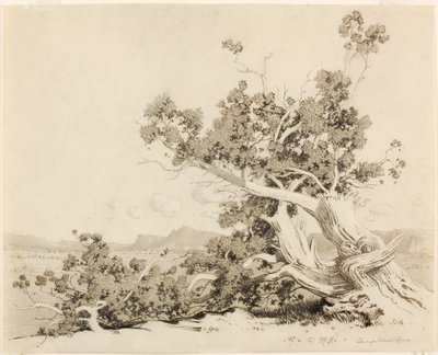 Zonder titel (Studie voor Old Cedars, New Mexico) door George Elbert Burr