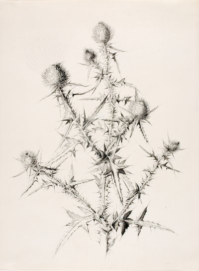 Zonder titel (Distel) door George Elbert Burr