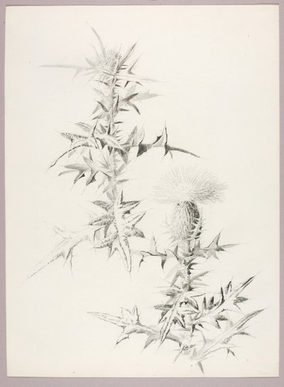 Zonder titel (Distel) door George Elbert Burr
